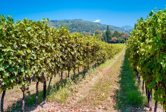 Amarone della Valpolicella