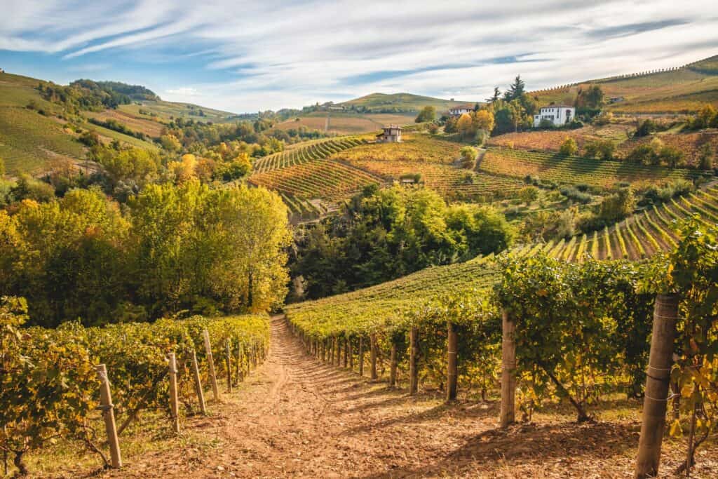 Barbaresco e Barolo a confronto