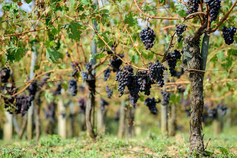 Brunello di Montalcino: eccellenza del territorio