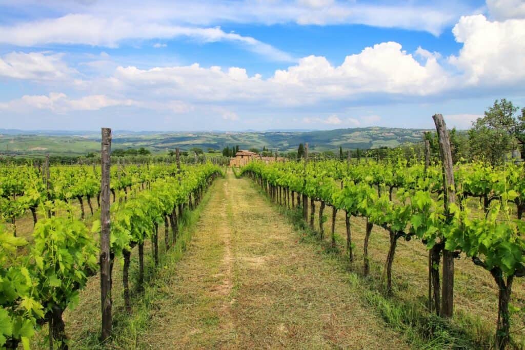 Dal Brunello di Montalcino, una grappa speciale