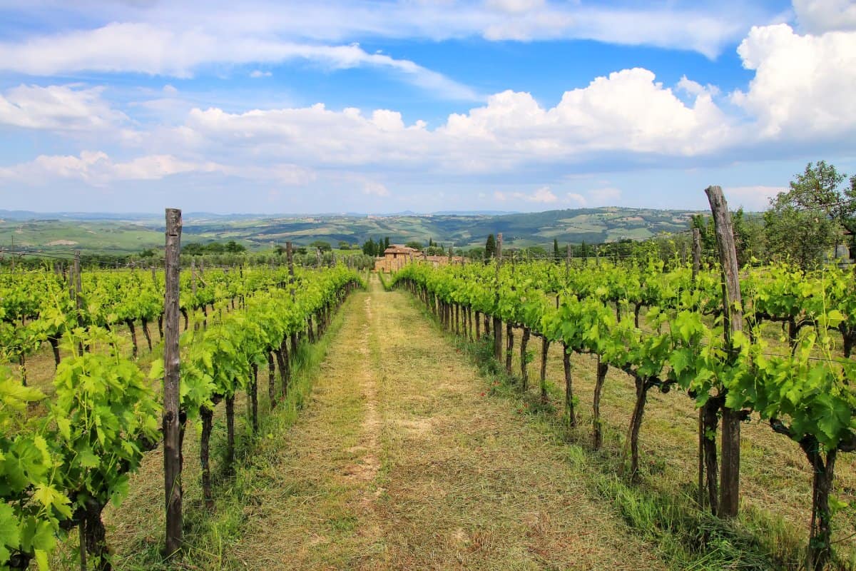 Dal Brunello di Montalcino, una grappa speciale