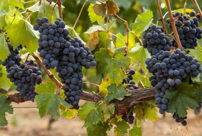 Vino Nebbiolo