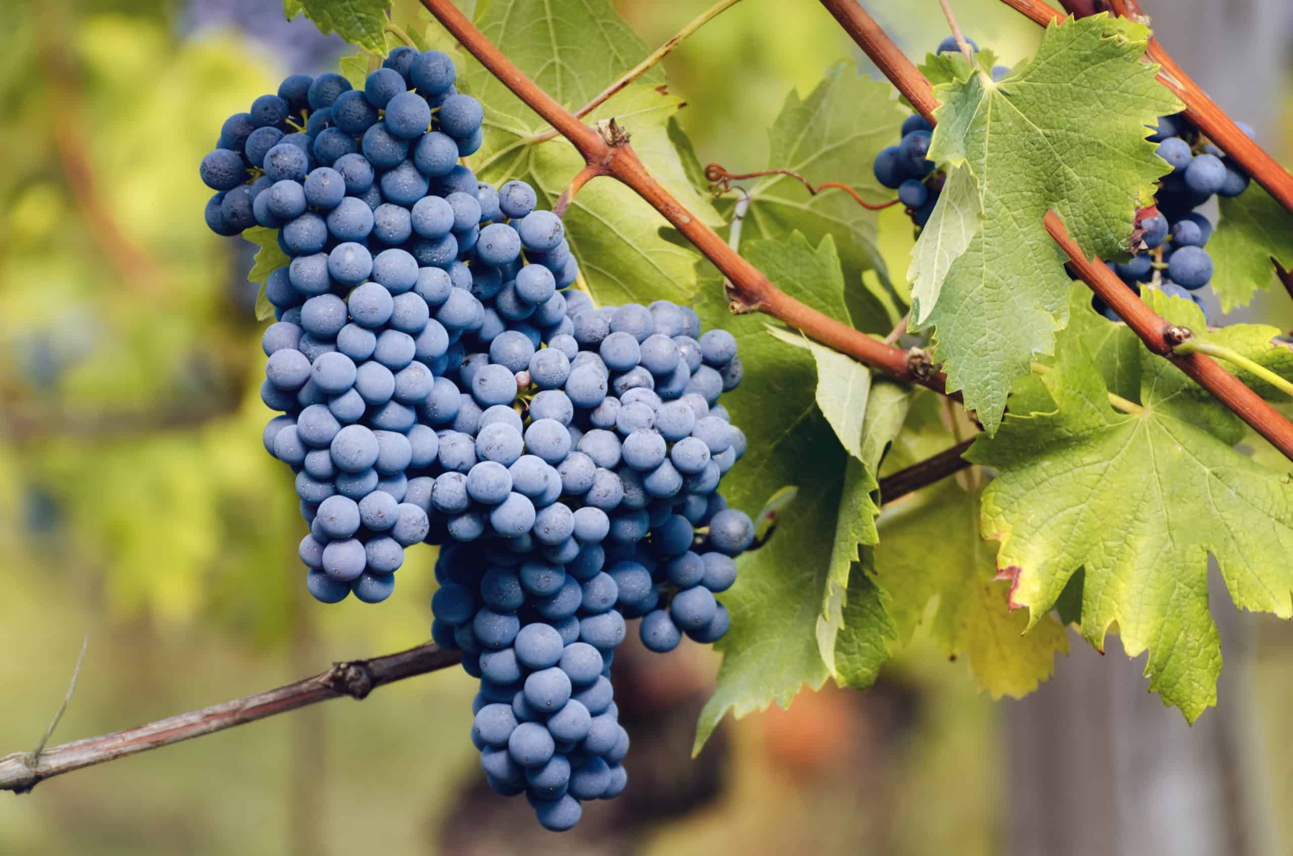 Nebbiolo vino piemontese