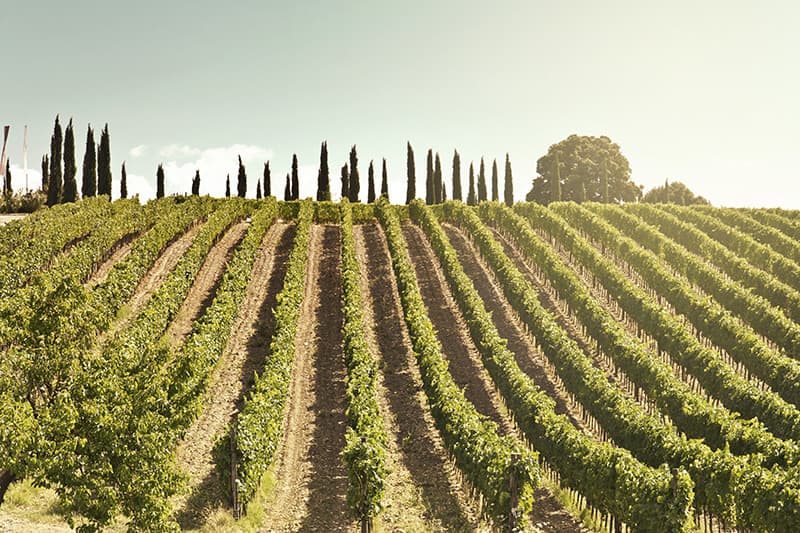 Rosso e Brunello di Montalcino