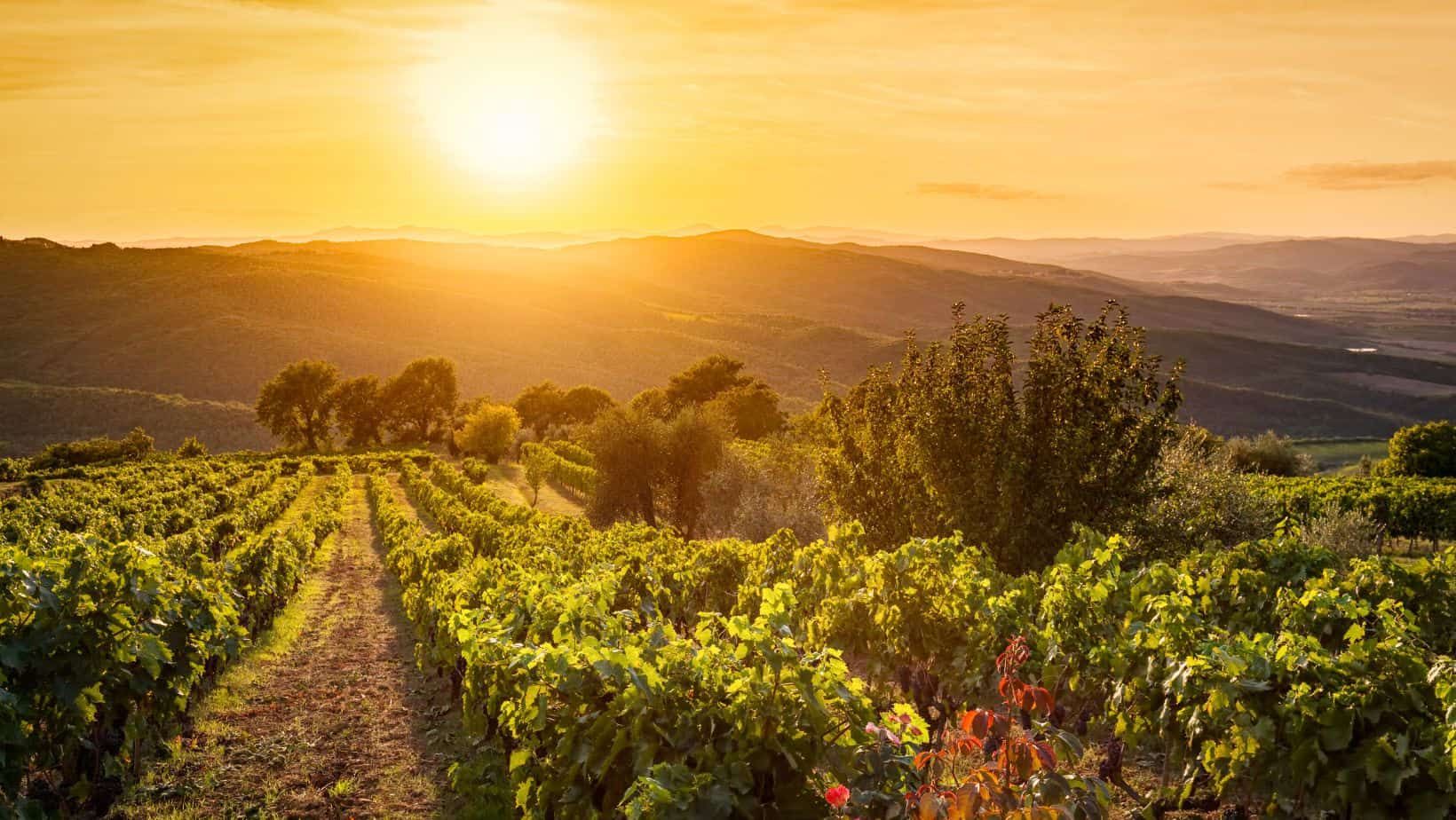 Brunello