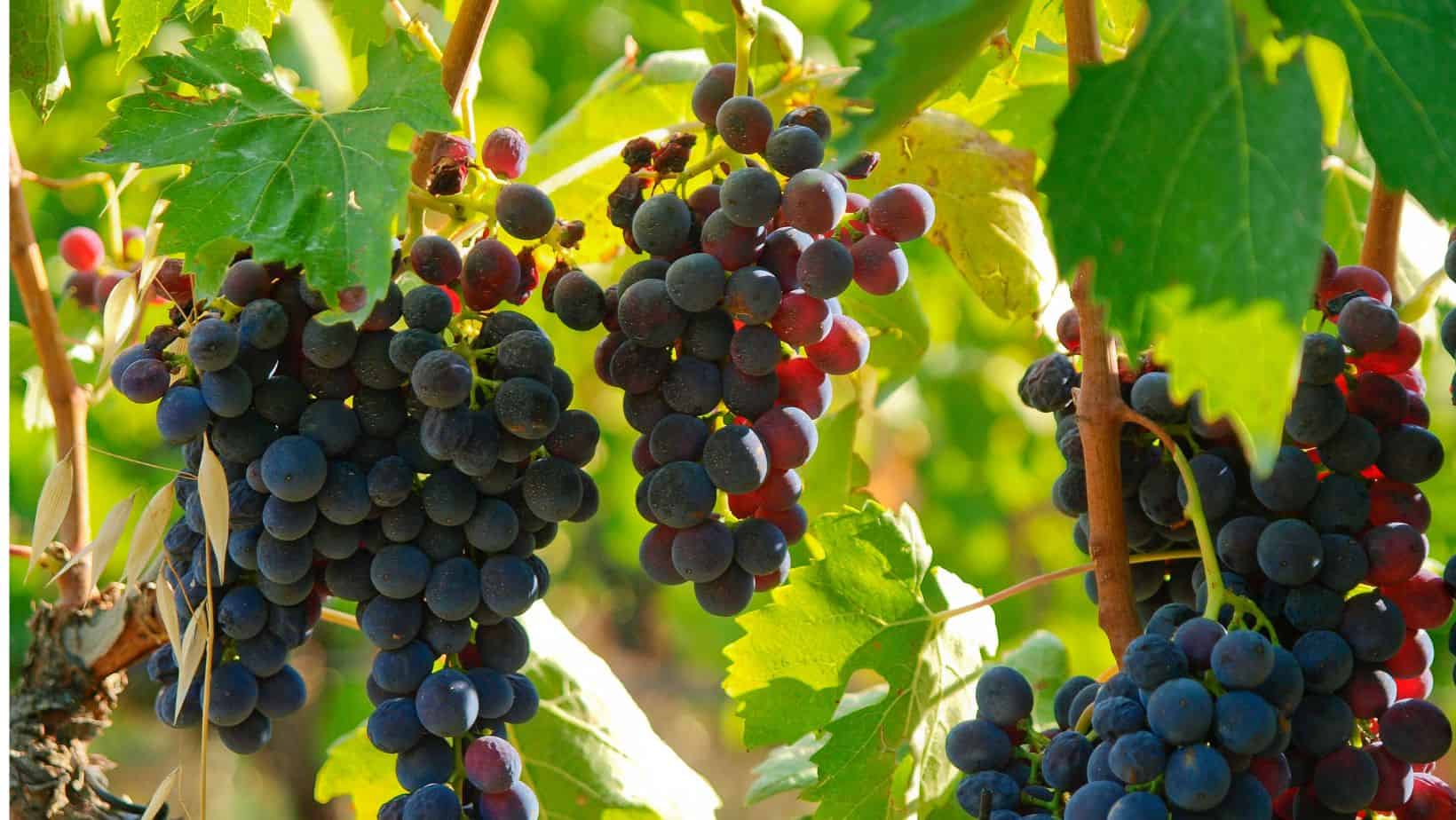 Uva brunello