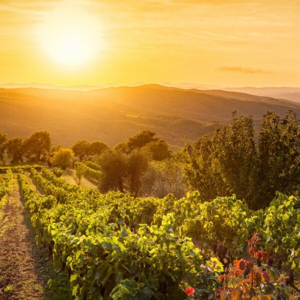 DISCOVERY BRUNELLO WINE CLUB